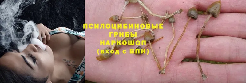 как найти   Лесной  Галлюциногенные грибы Magic Shrooms 